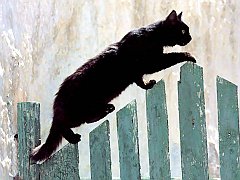 Gatti (127)